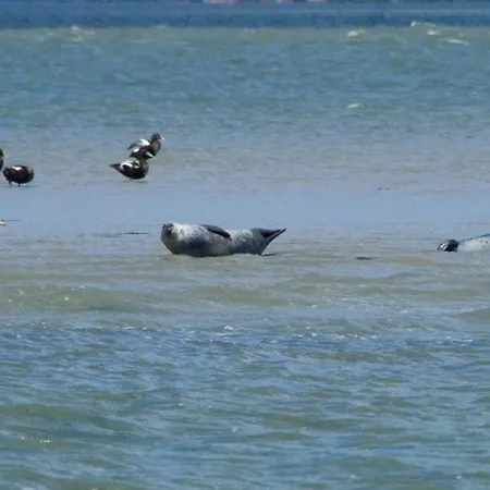 Kleine Moewe アパート *